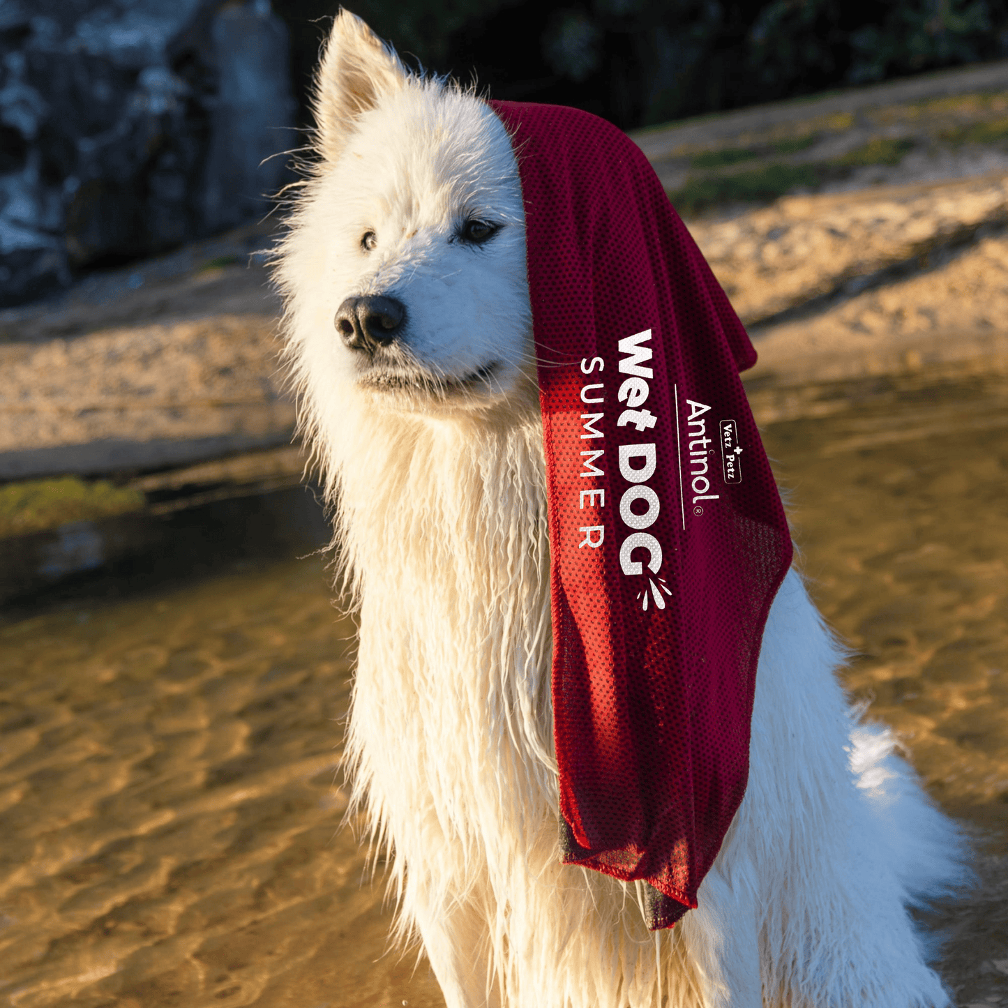 Wet Dog Towel