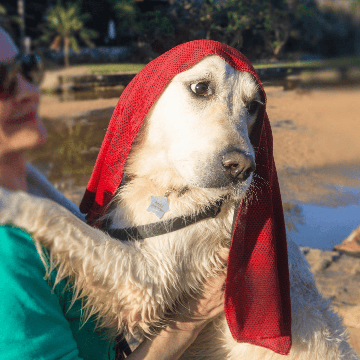 Wet Dog Towel
