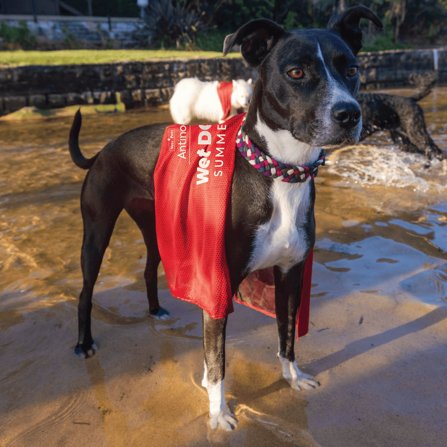 Wet Dog Towel