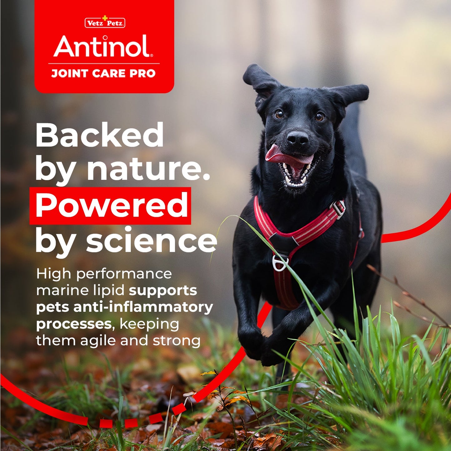 Dog Joint Supplements – Antinol <sup>®</sup> Joint Care Pro