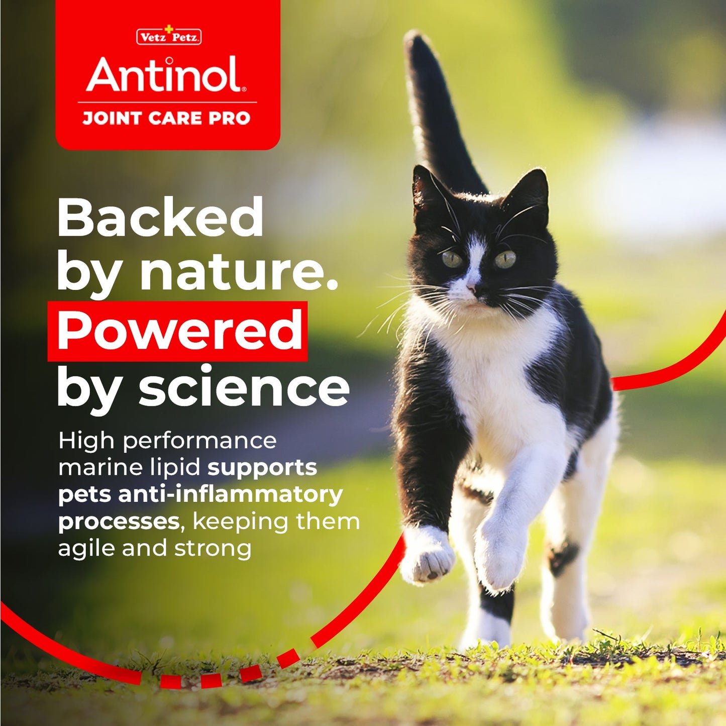 Cat Joint Supplement - Antinol<sup>®</sup> Joint Care Pro