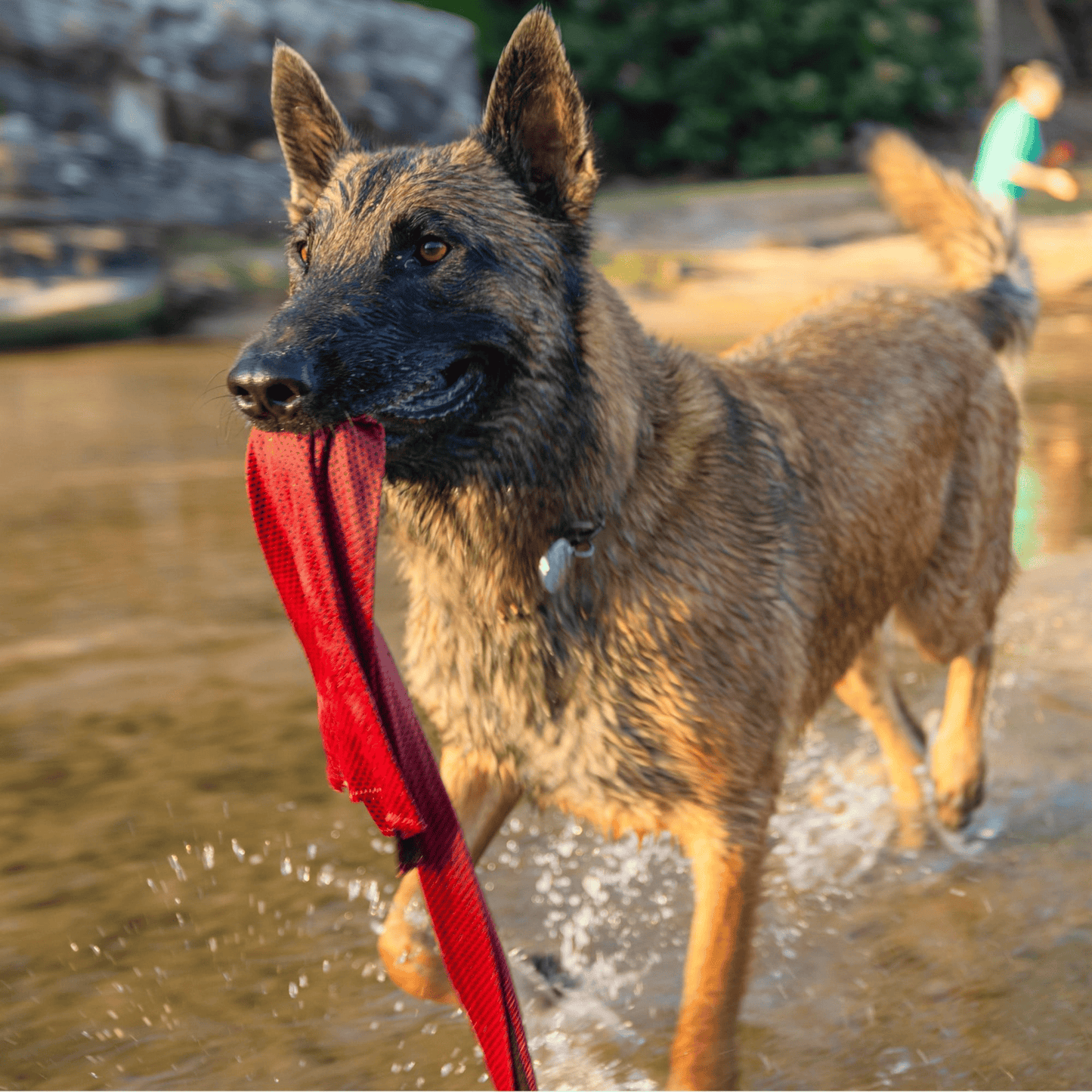 Wet Dog Towel