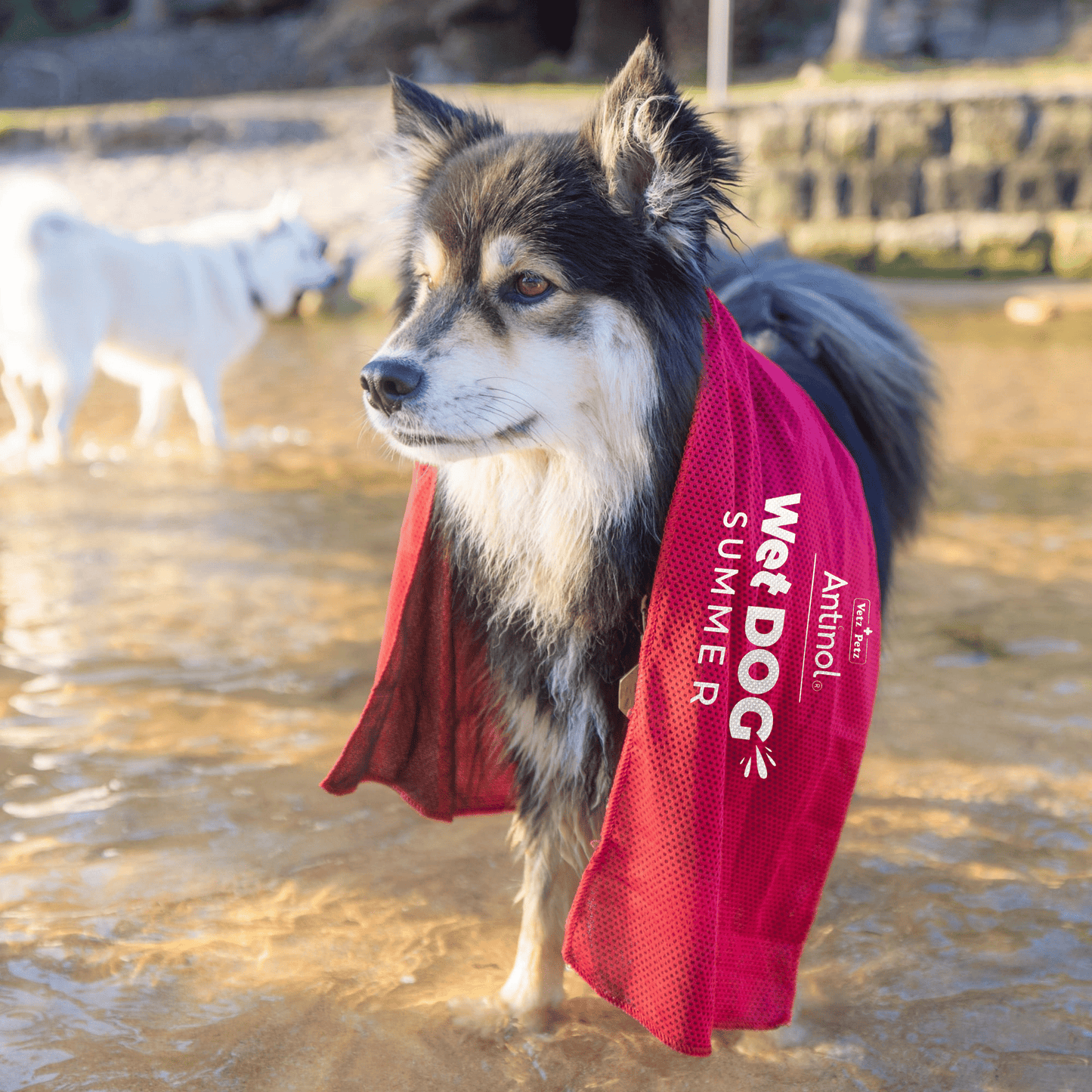 Wet Dog Towel