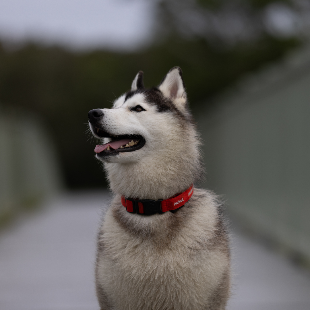Antinol<sup>®</sup> Light-up Collar