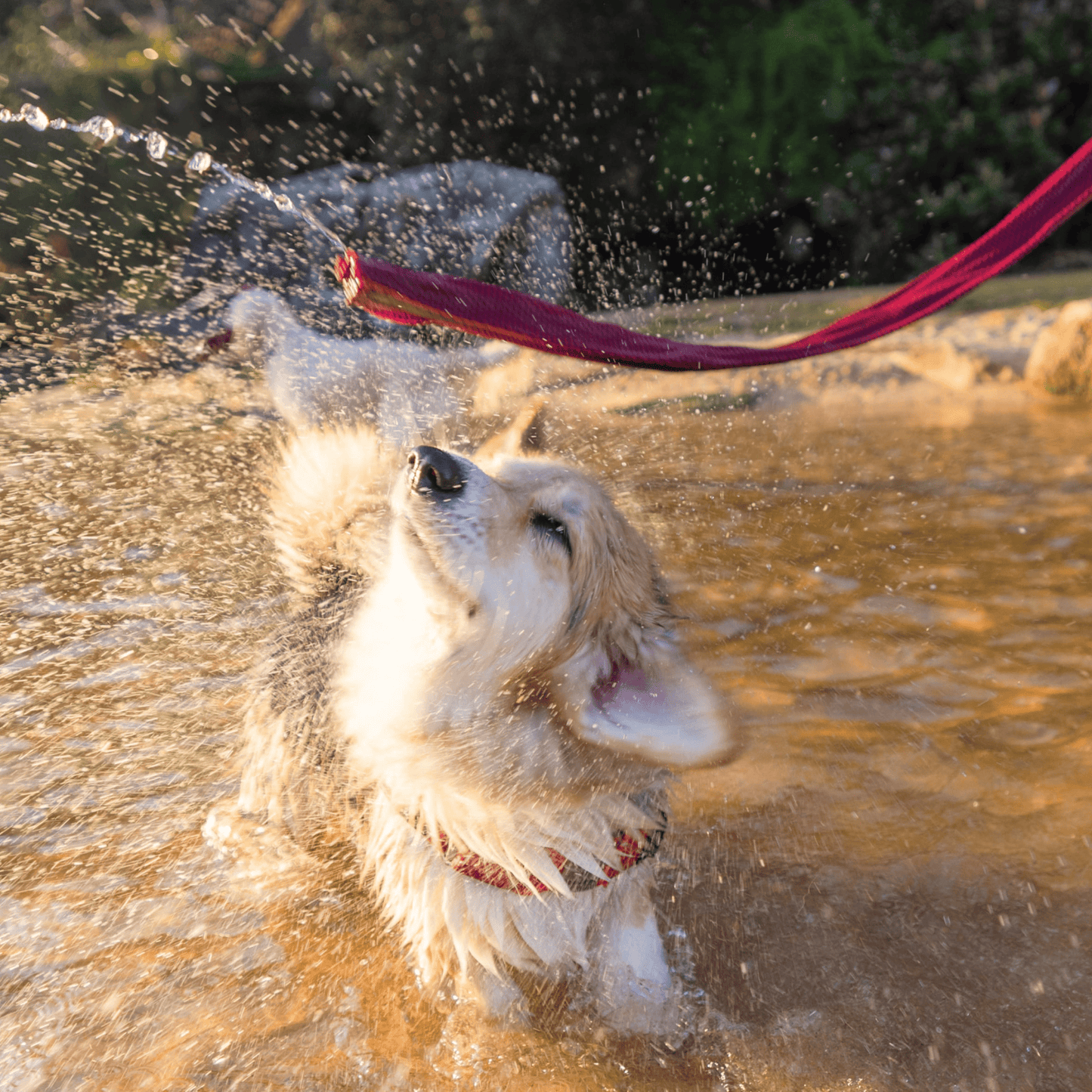 Wet Dog Towel