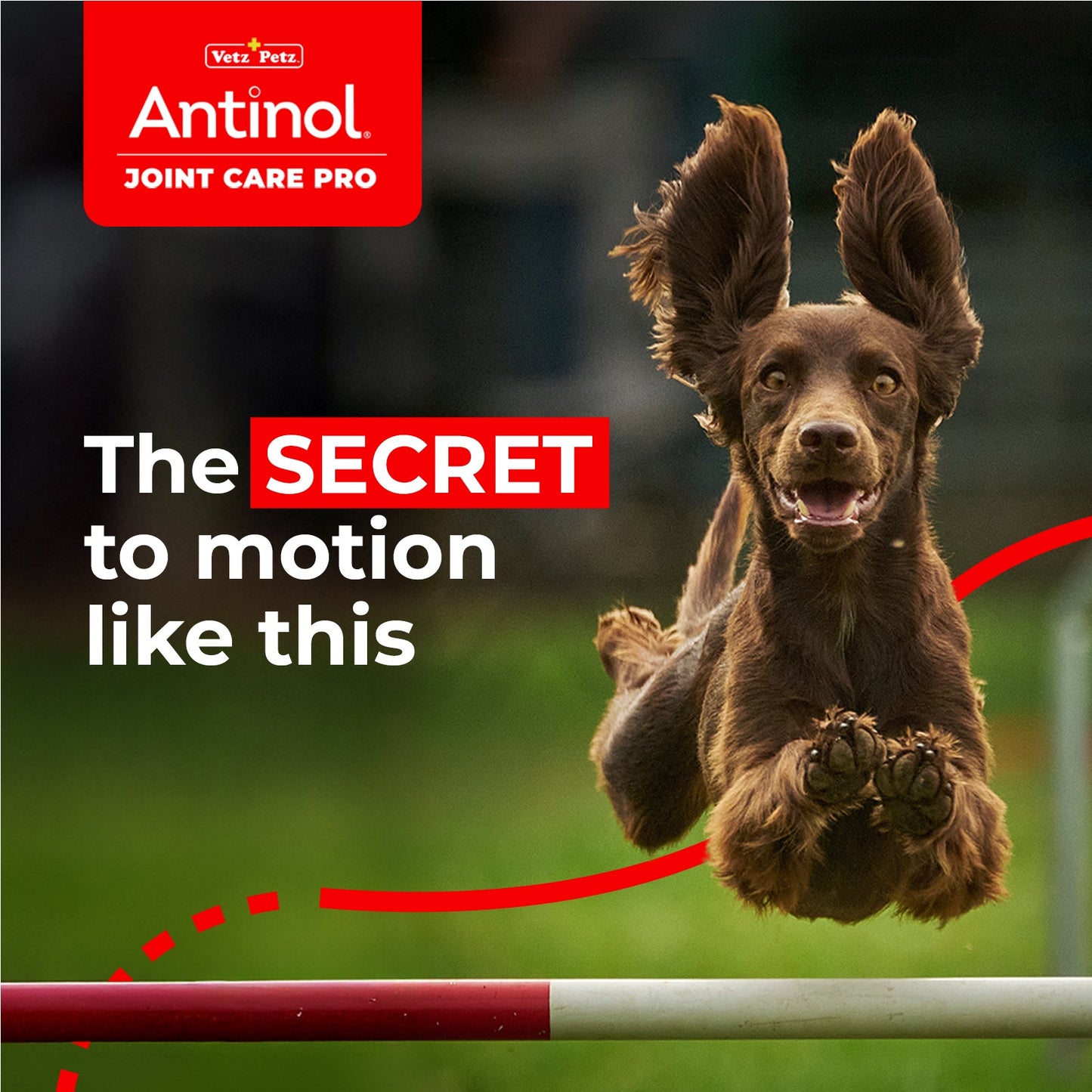 Dog Joint Supplements – Antinol <sup>®</sup> Joint Care Pro
