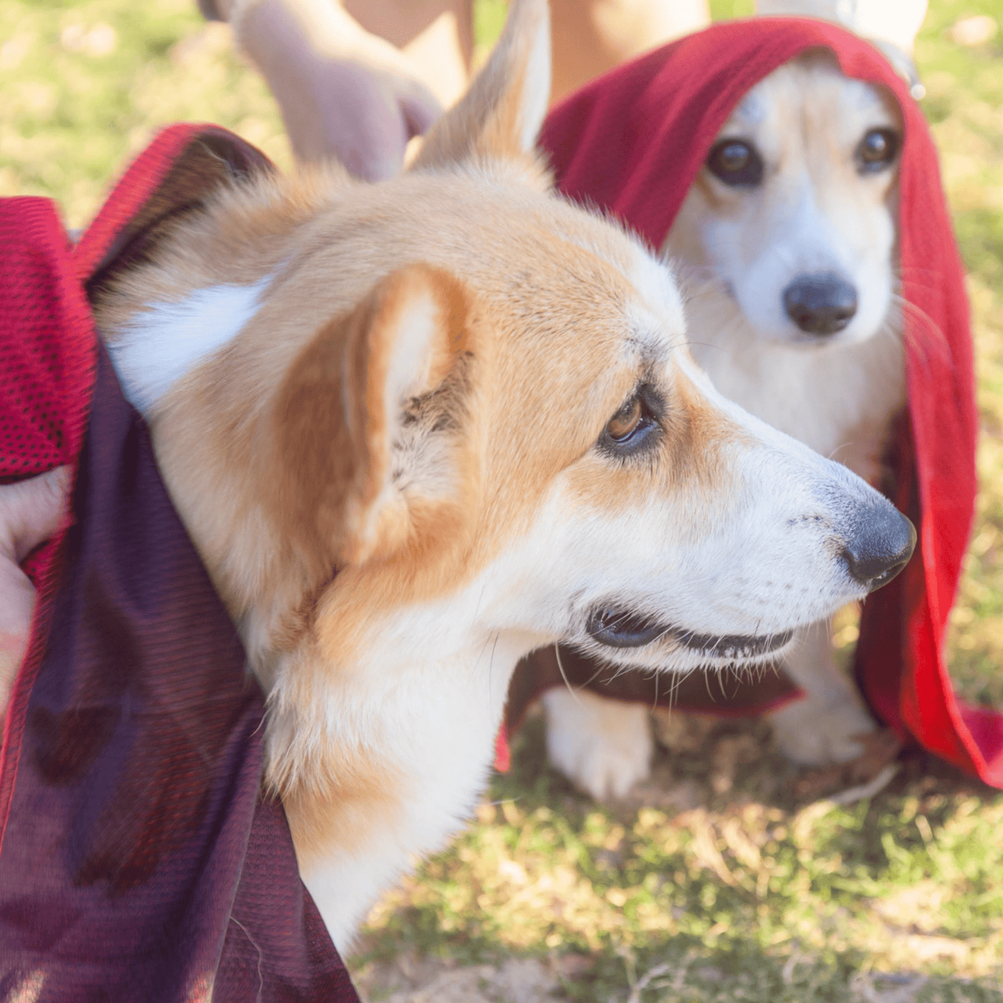 Wet Dog Towel