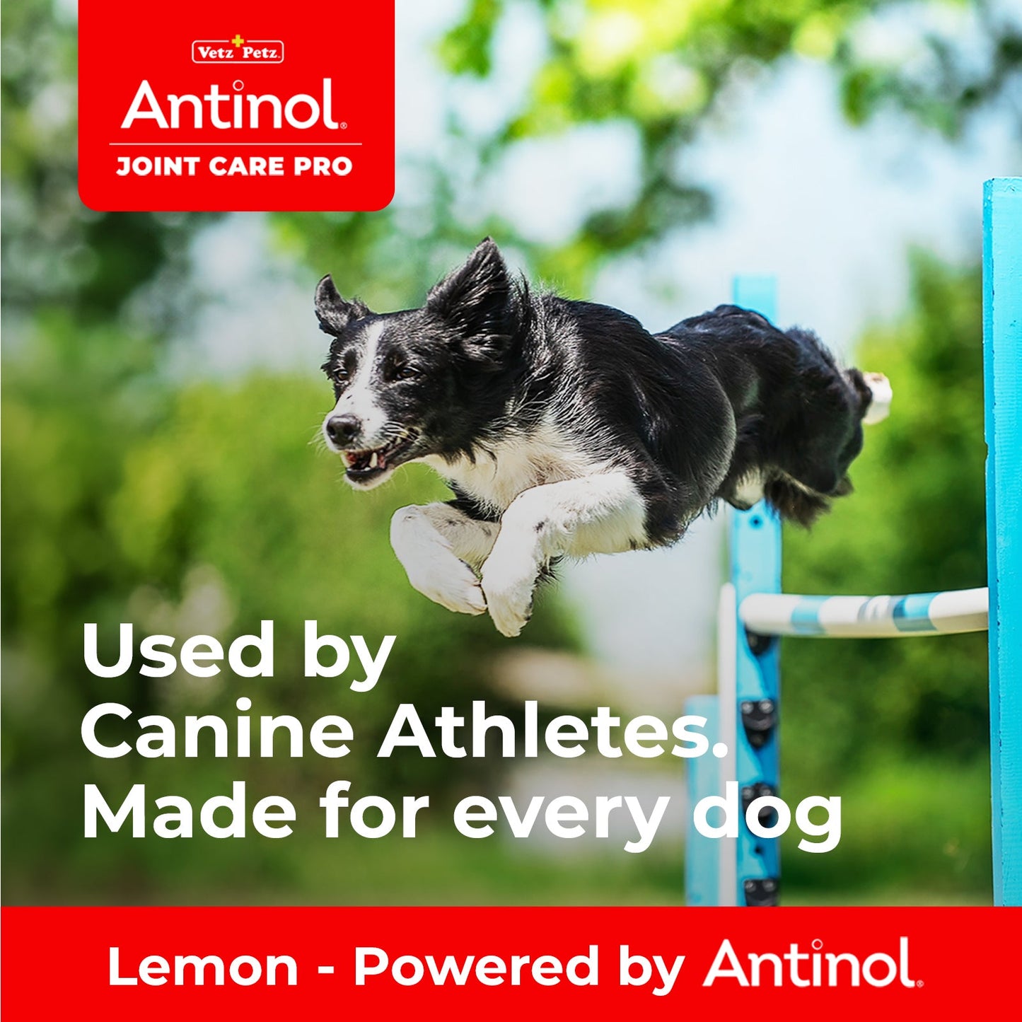 Dog Joint Supplements – Antinol <sup>®</sup> Joint Care Pro